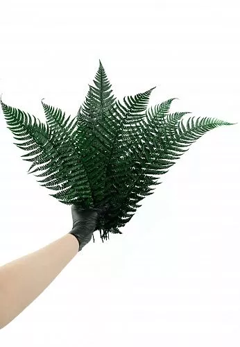 Папоротник Лесной зелёный PK29-10