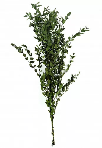 Парвифолия эвкалипт (зелёный) PR29-01