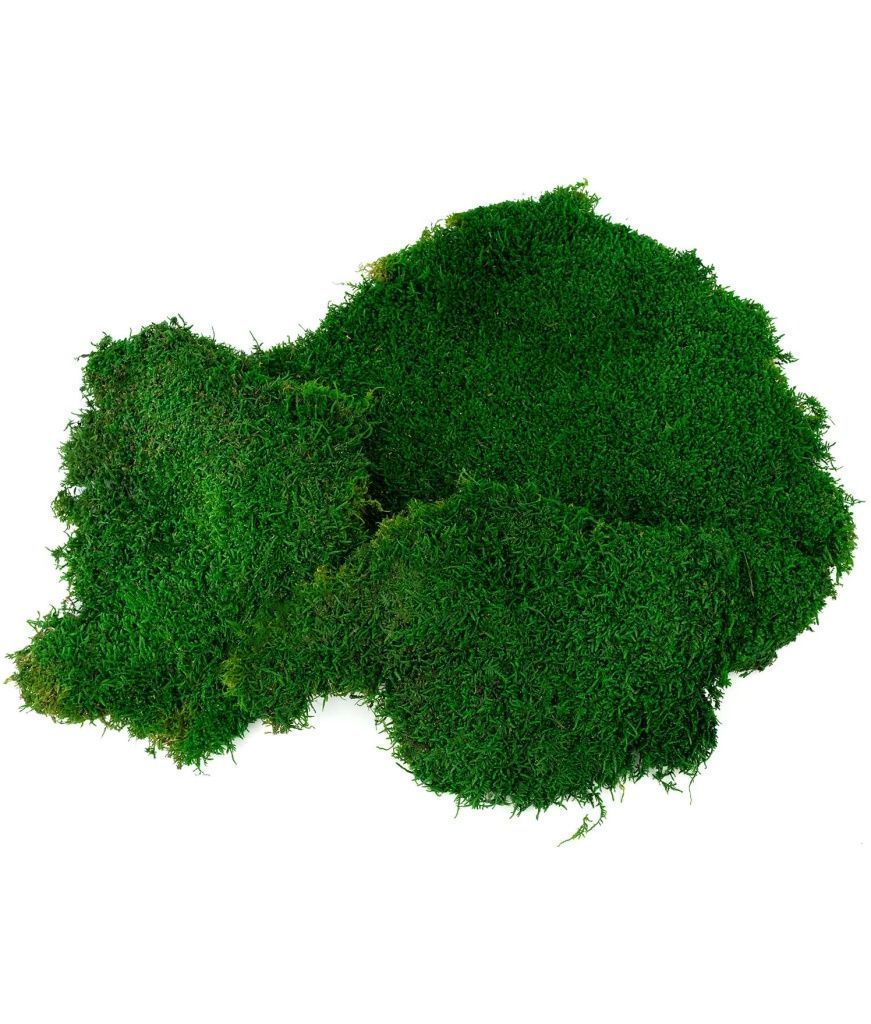 Мох плоский натуральный зелёный MP28-10