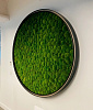 Зеленые стены из мха Кочки