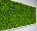 Зеленые стены