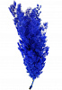 Аспарагус Мингферн (синий) SP21-01