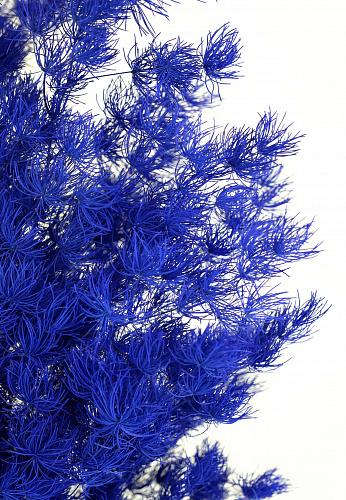 Аспарагус Мингферн (синий) SP21-01