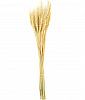 Пшеница бежевая PC06-01