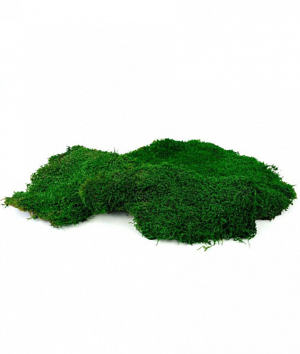 Мох плоский натуральный зелёный MP28-10