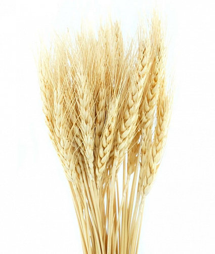Пшеница бежевая PC06-01