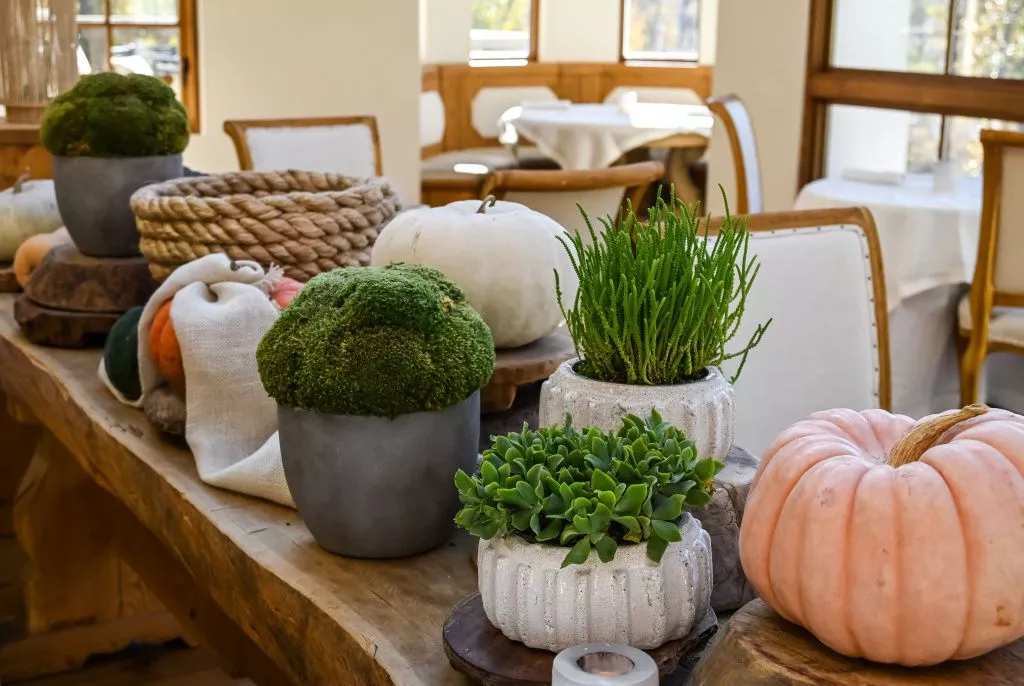 Moss in Decor